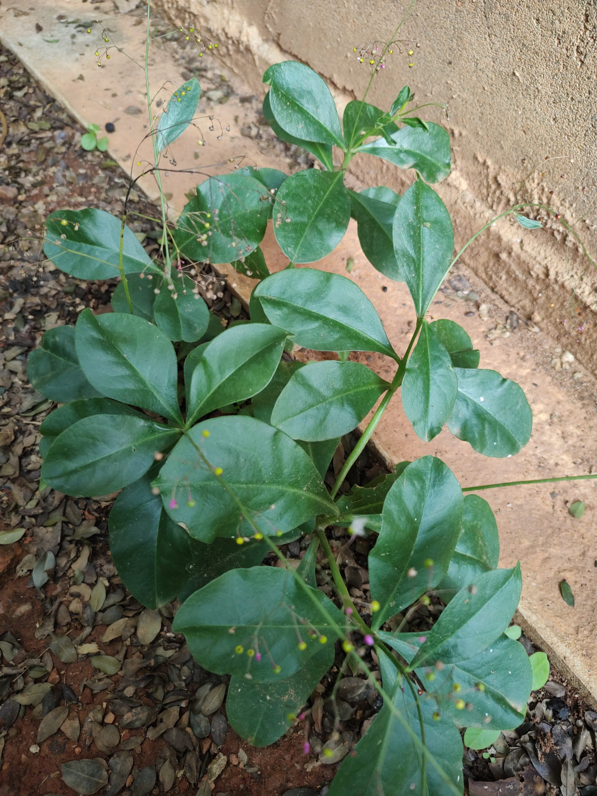 Planta – Talinum Paniculatum